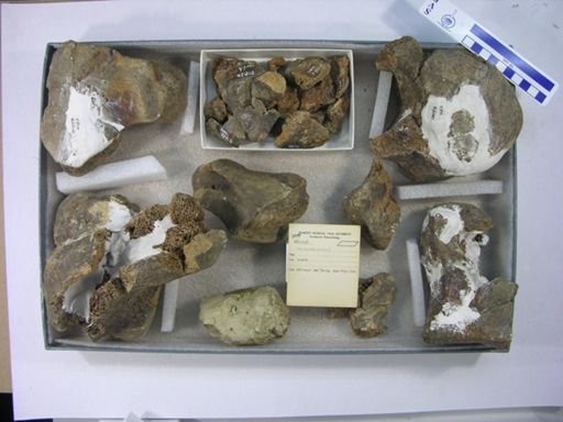 Proboscidea