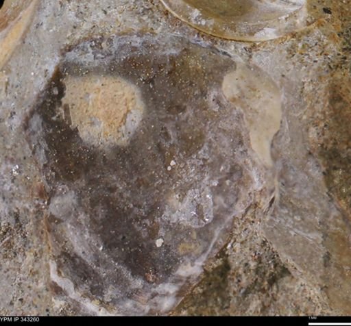 undet. Bivalvia