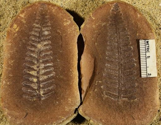 Pecopteris sp.