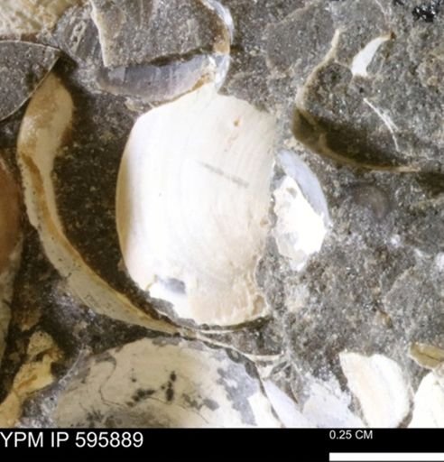 undet. Bivalvia