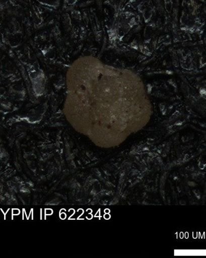 undet. Rotaliida