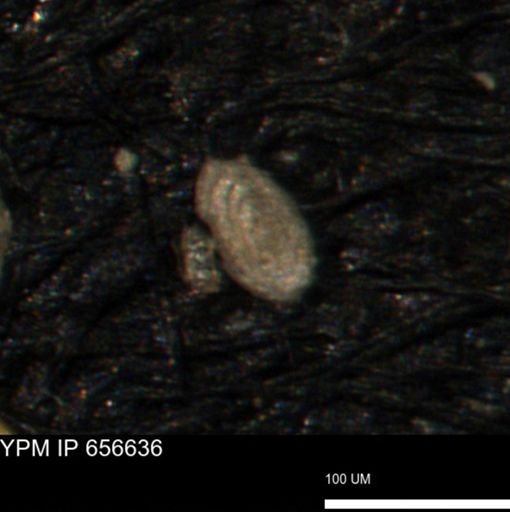 Spirolocammina planula