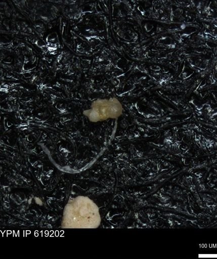 undet. Foraminiferida