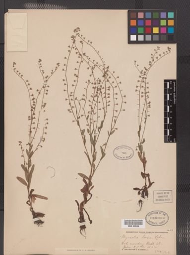 Myosotis laxa
