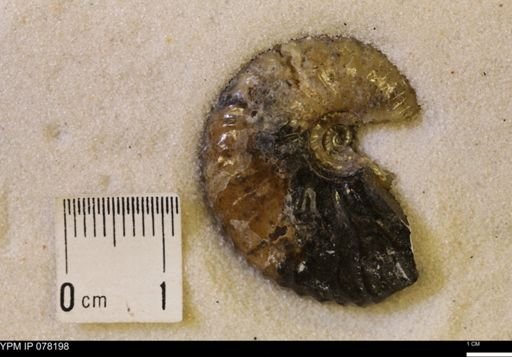 Hoploscaphites comprimus