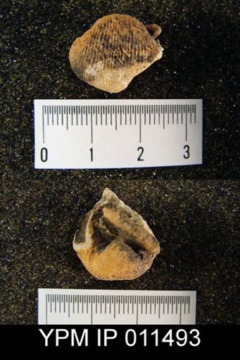 Linoproductus waagenianus