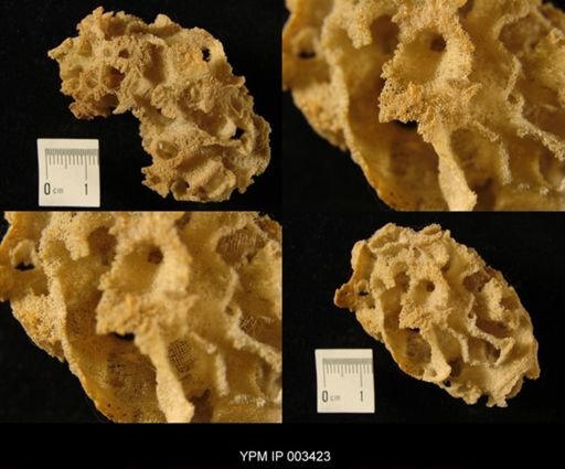 Tremabolites megastoma