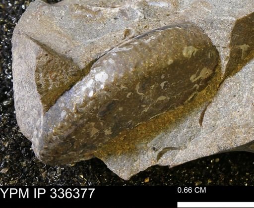 Discoscaphites sp.