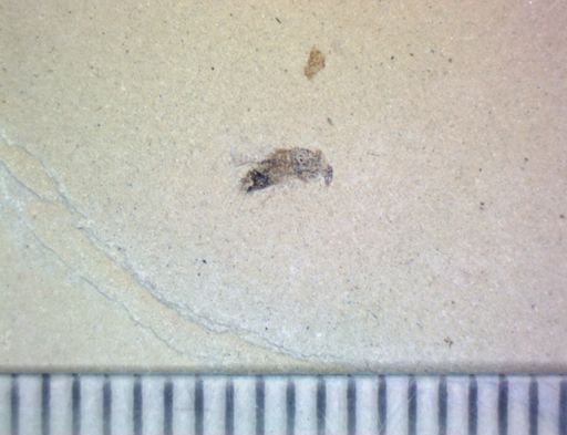 Diptera?