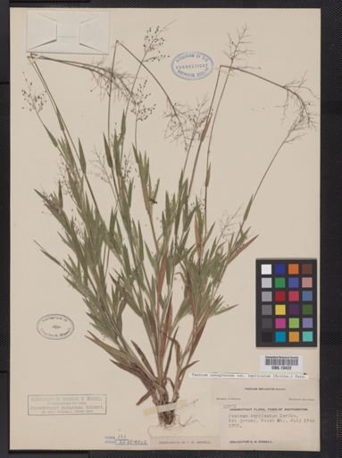 Panicum lanuginosum