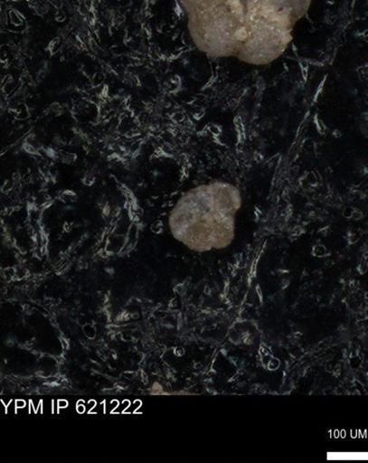undet. Foraminiferida