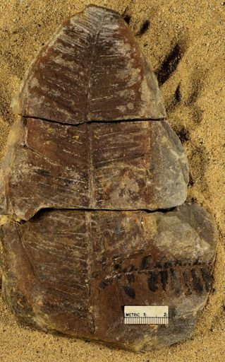 Pecopteris sp.