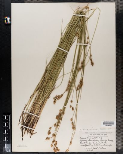 Carex tenera