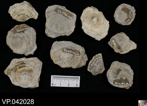 undet. Chondrichthyes