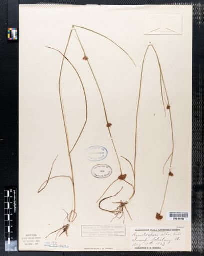 Rhynchospora alba