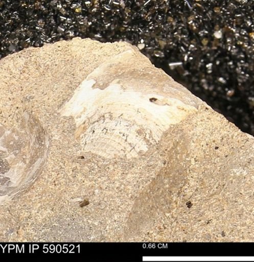Cardiidae?