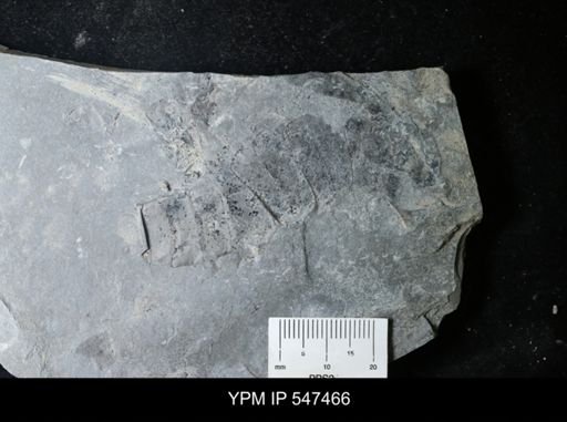 undet. Eurypterida