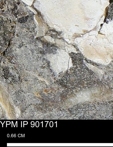 Inoceramus sp.