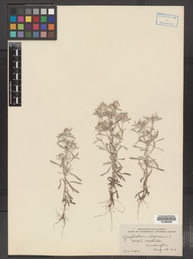 Gnaphalium uliginosum
