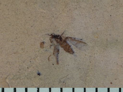 undet. Diptera