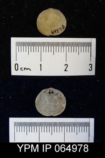 Mendacella cliftonensis