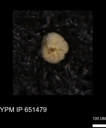 undet. Foraminiferida