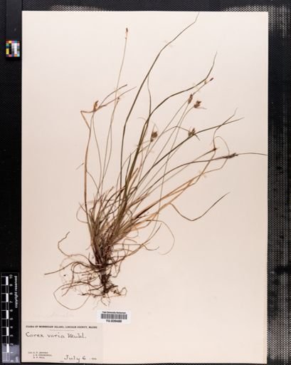 Carex emmonsii