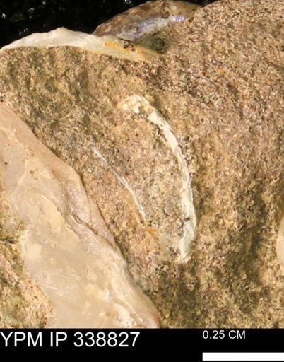 undet. Bivalvia