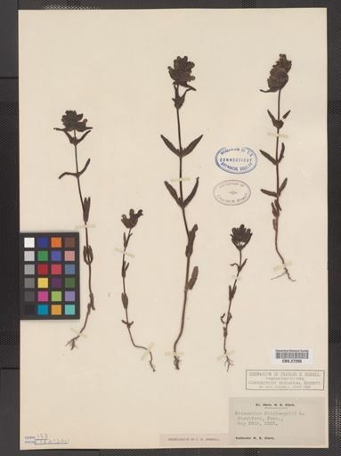 Rhinanthus crista-galli