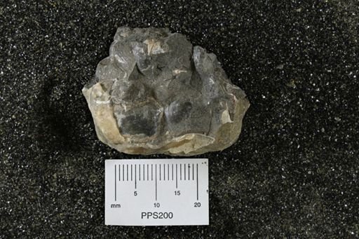 Oxytoma (Hypoxytoma) nebrascana