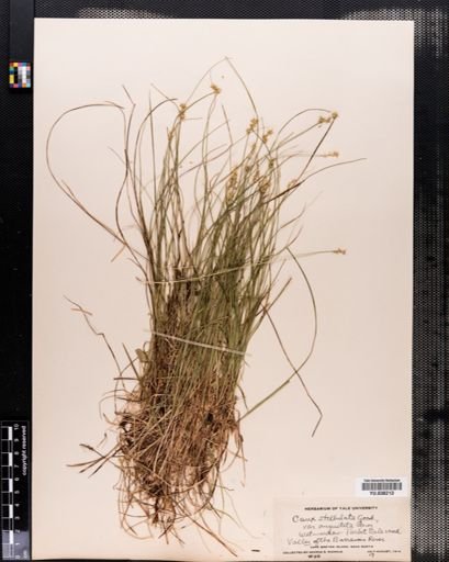 Carex angustior