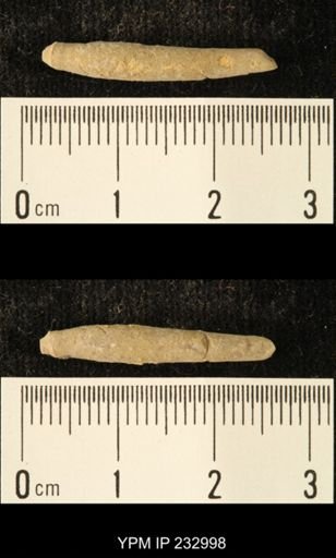 Archaeocidaris sp.