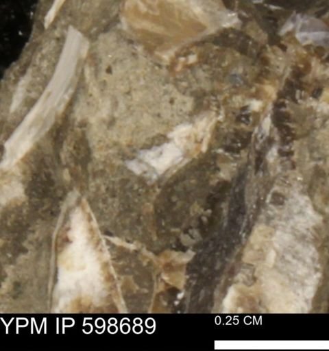 Mollusca