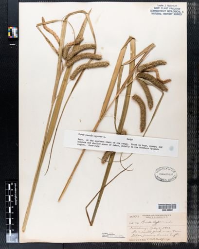 Carex pseudocyperus