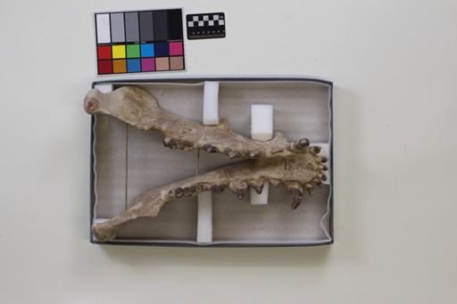 Archaeotherium sp.