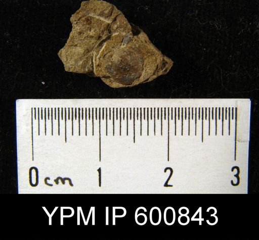 Orbiculoidea sp.