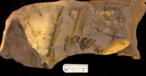Cladophlebis sp.