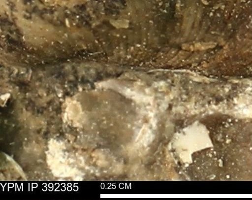 Protocardia subquadrata