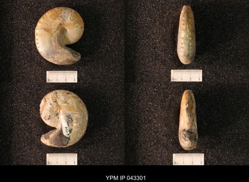 Hoploscaphites nicolletii