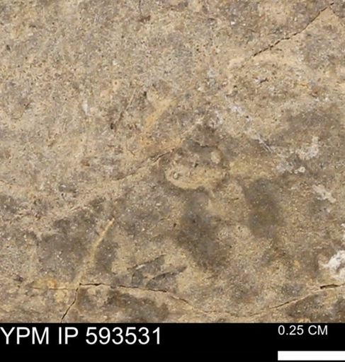 taxon undetermined