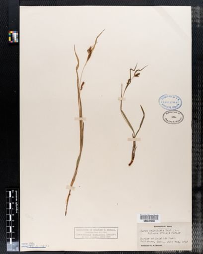 Carex granularis