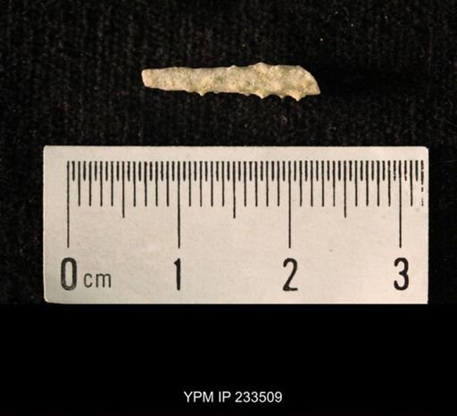 Archaeocidaris sp.