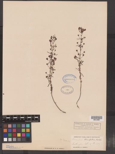 Agalinis tenuifolia