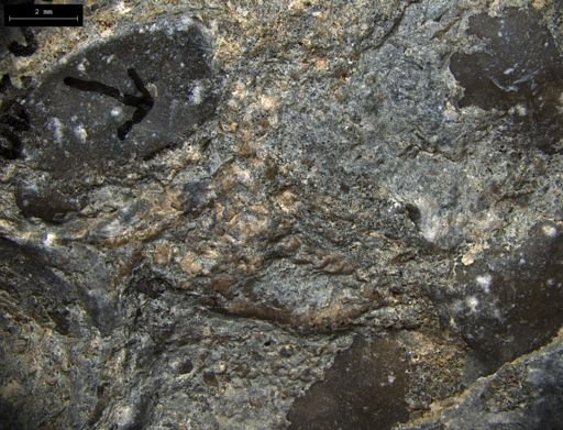 Aplocoma damesii