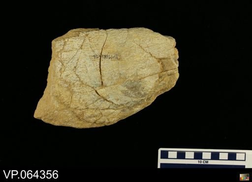 Polycotylus
