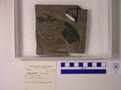 Semionotus sp.