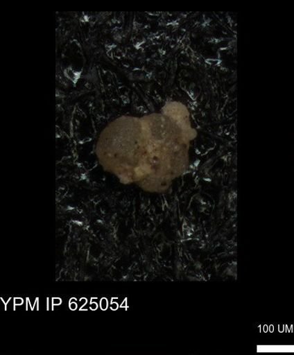 undet. Foraminiferida