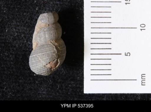 Goniobasis ortmanni