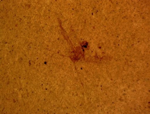 Aphididae?