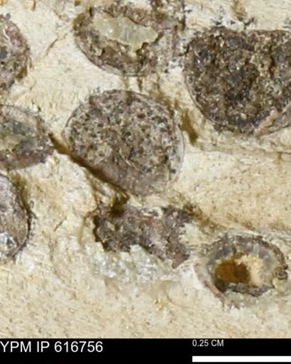 Teredo sp.